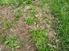Capsella bursa-pastoris