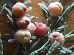 Austroacacidiplosis botrycephalae