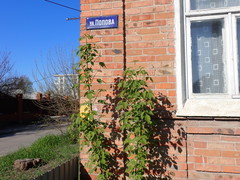 Acer negundo