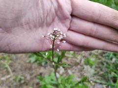 Capsella bursa-pastoris