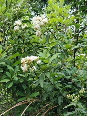 Melodinus suaveolens