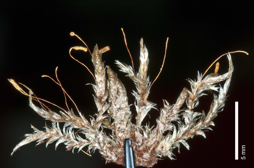 Hampeella pallens
