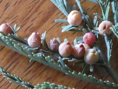 Austroacacidiplosis botrycephalae