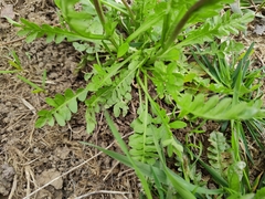Capsella bursa-pastoris