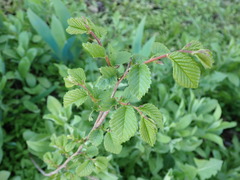 Ulmus