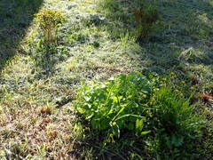 Ficaria verna