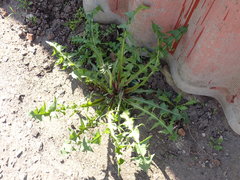 Taraxacum officinale