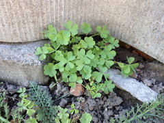 Oxalis stricta