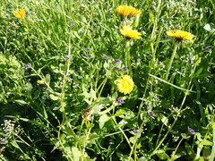 Asperugo procumbens