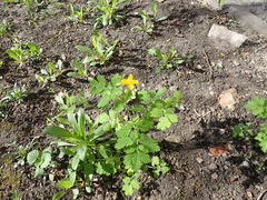 Chelidonium majus