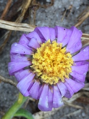Amellus asteroides