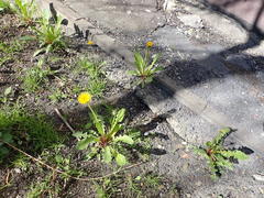 Taraxacum officinale