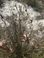 Hellmuthia membranacea