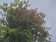 Dendrophthoe pentandra