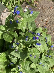 Pentaglottis sempervirens