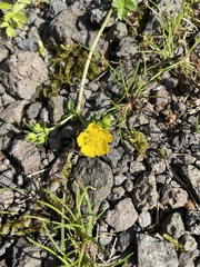 Potentilla fragarioides