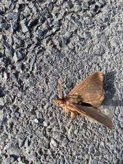 Phyllalia