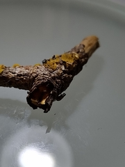 Dacrymyces variisporus