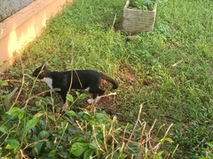 Felis catus