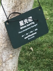 Ficus benjamina benjamina