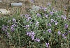 Matthiola tricuspidata