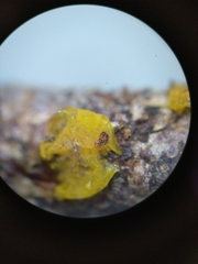 Dacrymyces variisporus