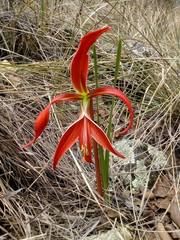 Sprekelia formosissima