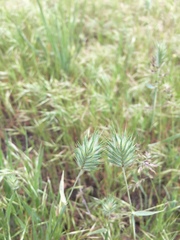 Eremopyrum orientale