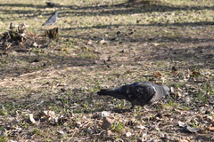 Columba livia domestica