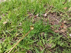 Taraxacum officinale