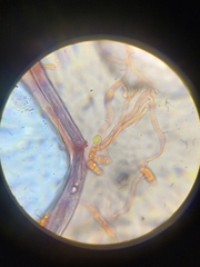 Dacrymyces variisporus