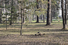 Columba livia domestica