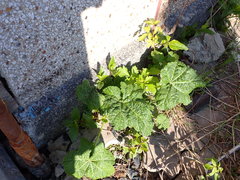 Alcea rosea