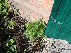 Artemisia absinthium