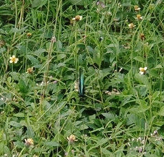 Graphium sarpedon