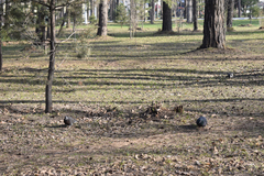 Columba livia domestica