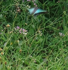Graphium sarpedon
