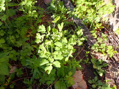 Chelidonium majus