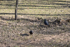 Columba livia domestica