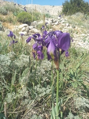 Iris pallida illyrica