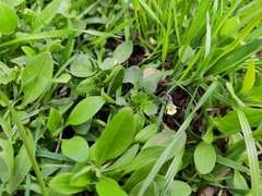 Viola arvensis
