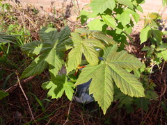 Acer pseudoplatanus