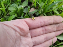 Viola arvensis