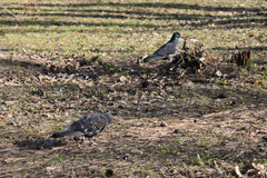 Columba livia domestica