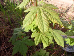 Acer pseudoplatanus