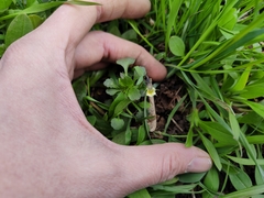 Viola arvensis