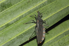 Triatoma gerstaeckeri