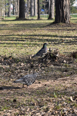 Columba livia domestica