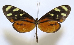 Mechanitis polymnia isthmia
