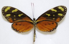 Mechanitis polymnia isthmia